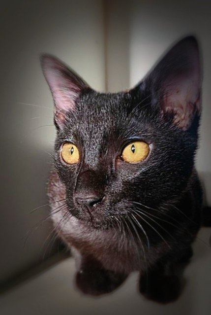 Charcoal (Xiao Hei )) - Domestic Short Hair Cat