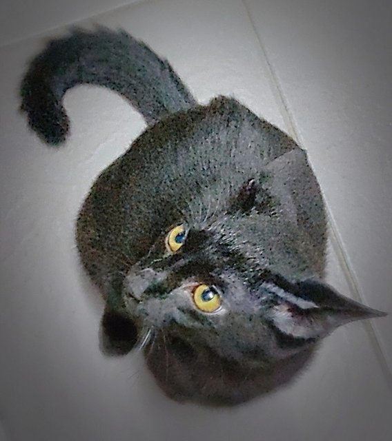 Charcoal (Xiao Hei )) - Domestic Short Hair Cat