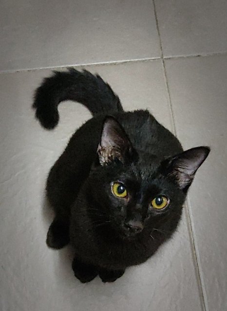 Charcoal (Xiao Hei )) - Domestic Short Hair Cat