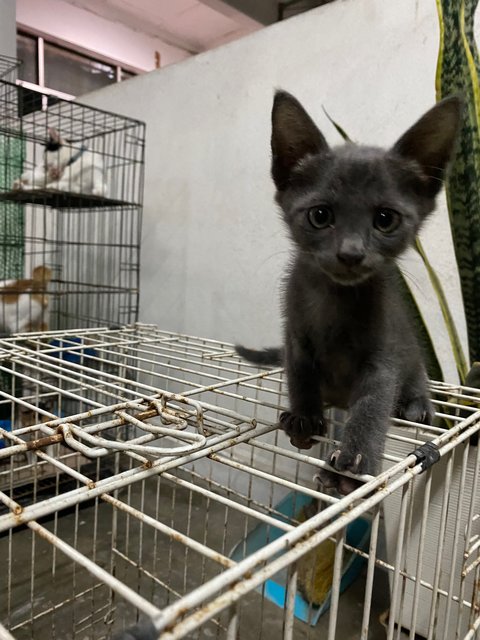 Blacky, Orange &amp; Calico - Domestic Short Hair Cat