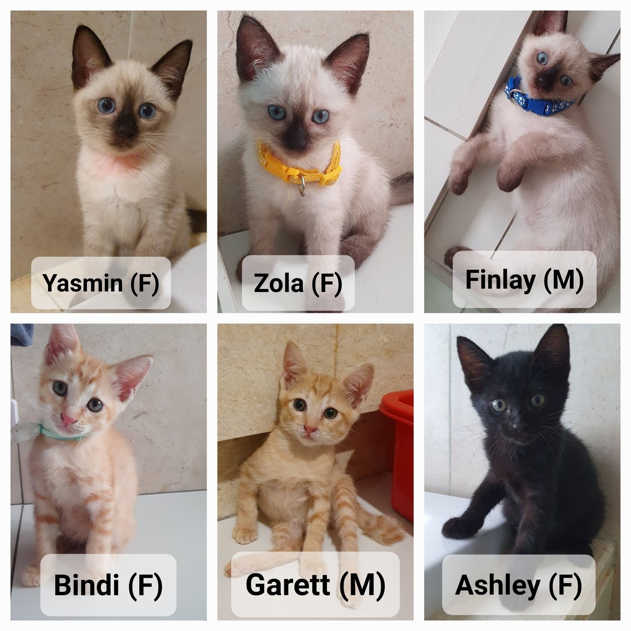 6 Kittens - Domestic Medium Hair Cat