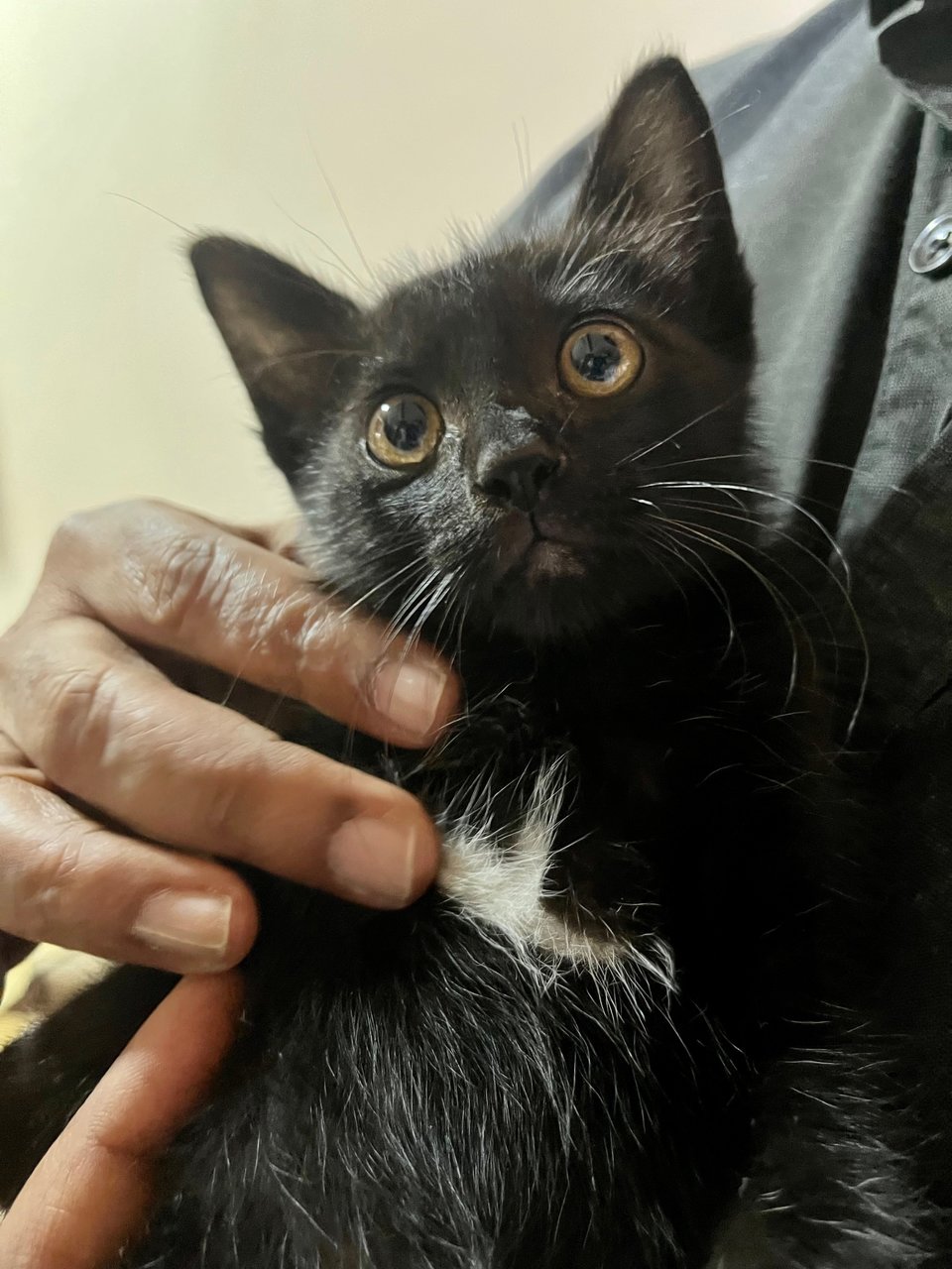 Obi - Domestic Short Hair Cat