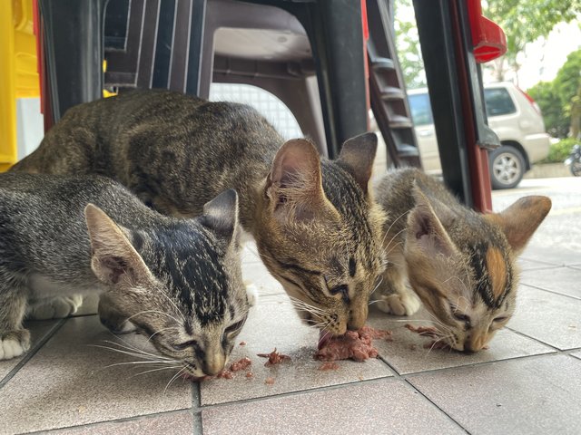 Siti &amp; Cuties - Domestic Short Hair Cat