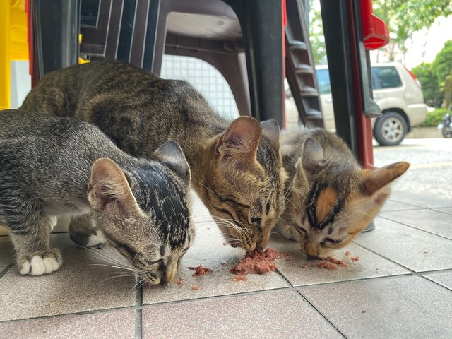 Siti &amp; Cuties - Domestic Short Hair Cat