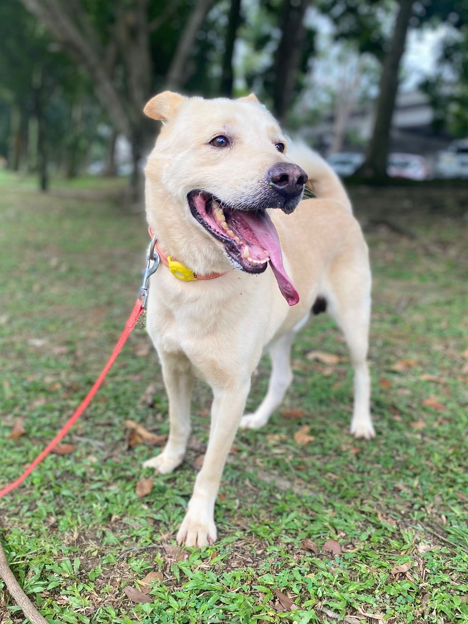 Maverick - Mixed Breed Dog