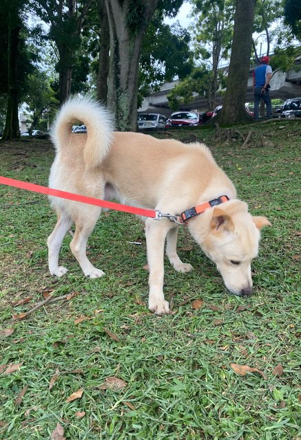 Maverick - Mixed Breed Dog