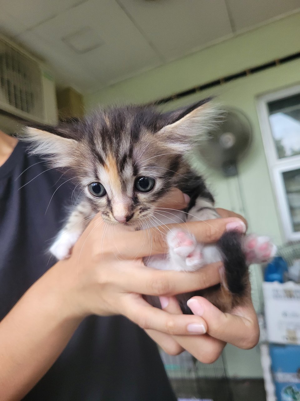 Comot - Tortoiseshell + Domestic Medium Hair Cat