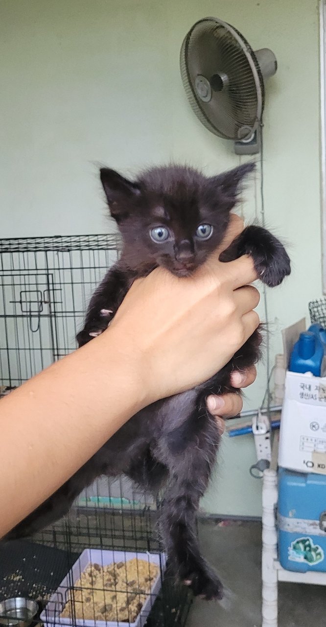 Luna - Domestic Long Hair + Tuxedo Cat