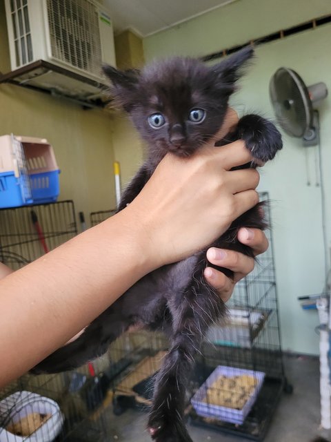 Luna - Domestic Long Hair + Tuxedo Cat