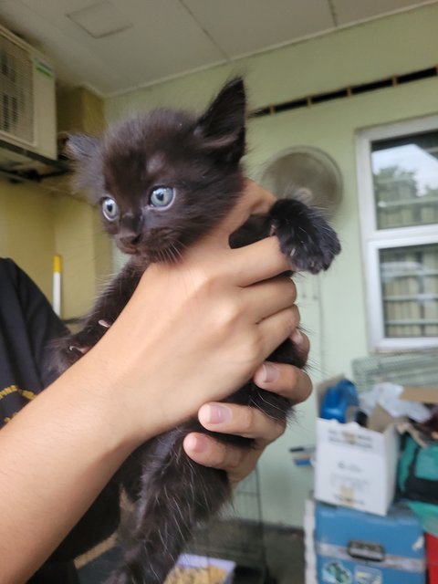 Luna - Domestic Long Hair + Tuxedo Cat