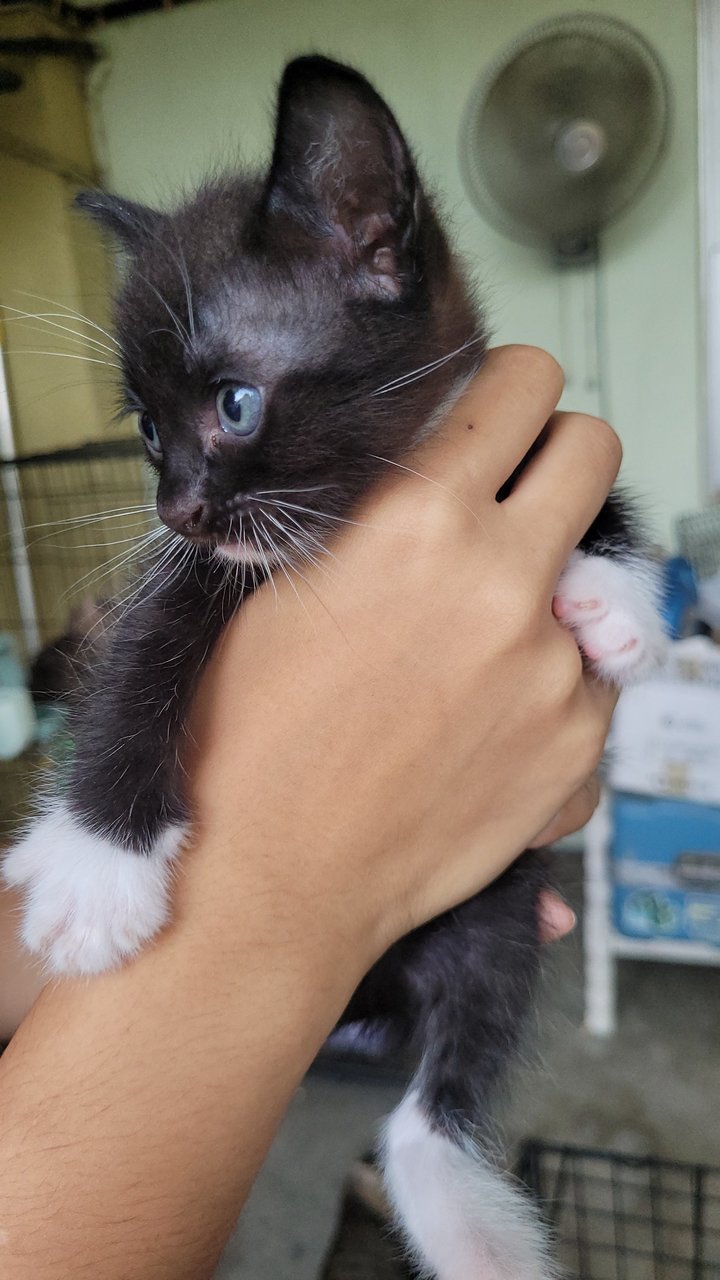 Nike  - Domestic Medium Hair + Tuxedo Cat