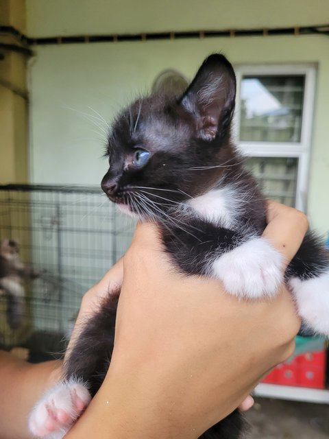 Nike  - Domestic Medium Hair + Tuxedo Cat