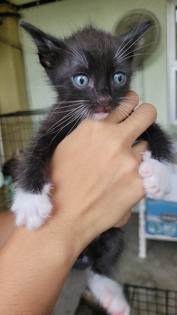 Nike  - Domestic Medium Hair + Tuxedo Cat