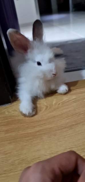 Sweet Sweet - Lionhead Rabbit