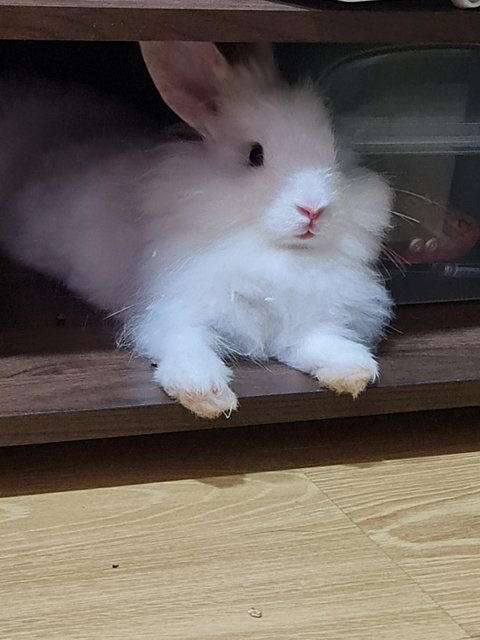 Sweet Sweet - Lionhead Rabbit