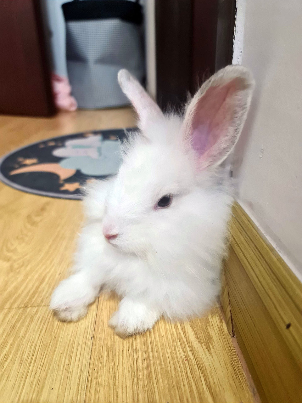 Sweet Sweet - Lionhead Rabbit