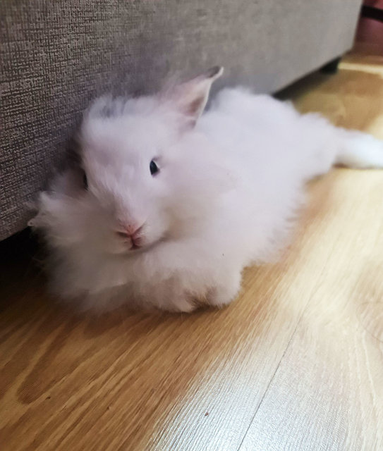 Sweet Sweet - Lionhead Rabbit