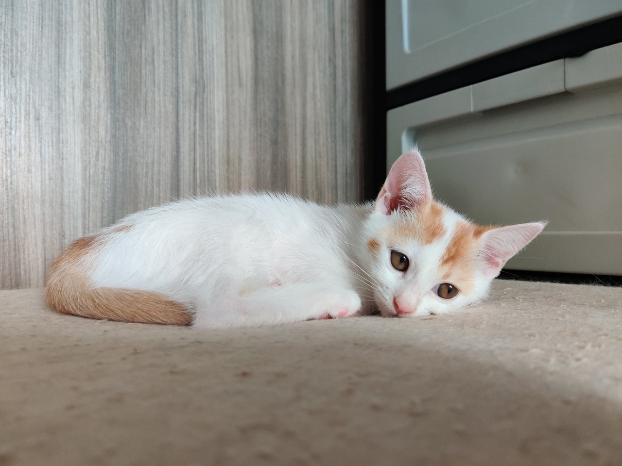 Ponyo - British Shorthair + Calico Cat