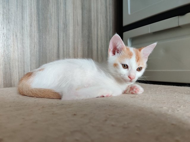 Ponyo - British Shorthair + Calico Cat