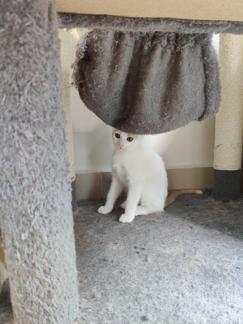 Ponyo - British Shorthair + Calico Cat