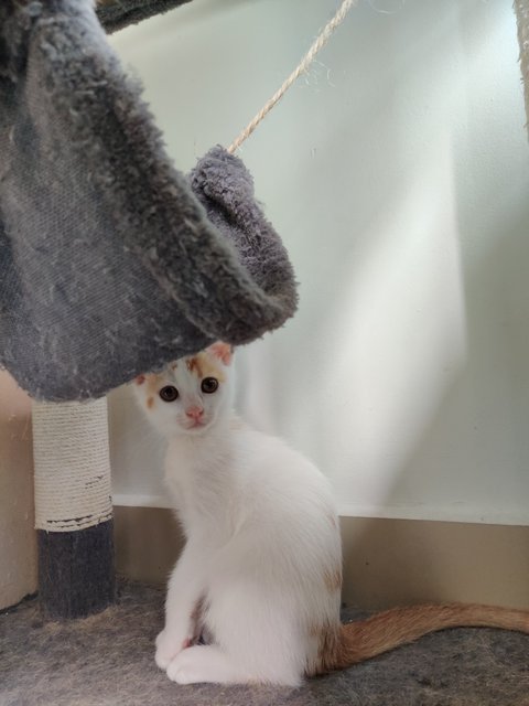 Ponyo - British Shorthair + Calico Cat