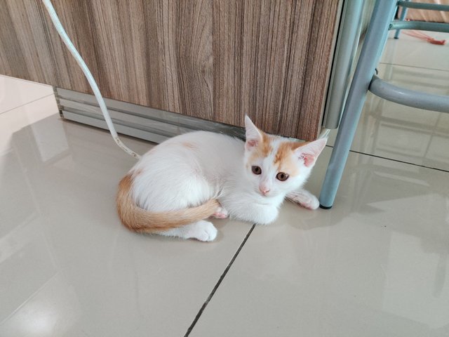 Ponyo - British Shorthair + Calico Cat