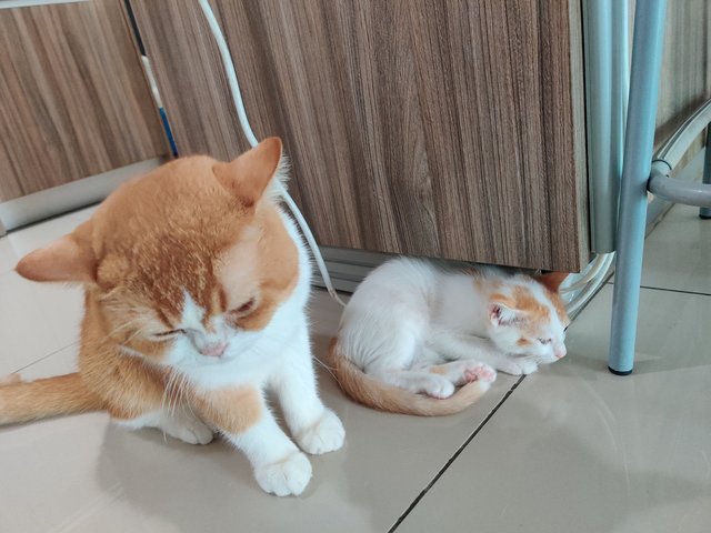 Ponyo - British Shorthair + Calico Cat