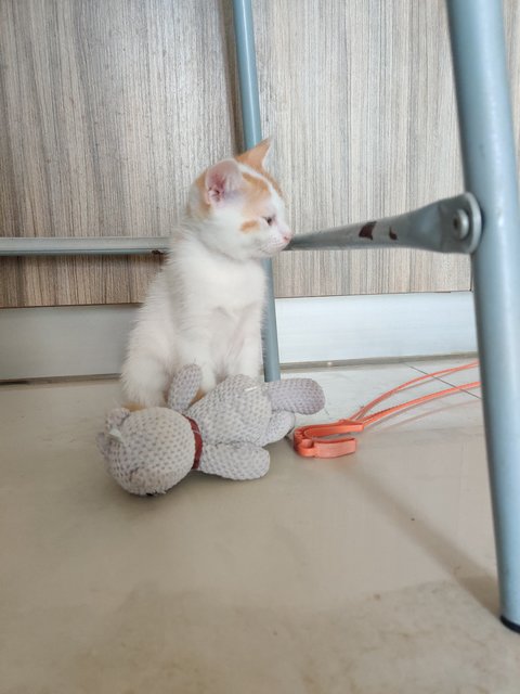 Ponyo - British Shorthair + Calico Cat