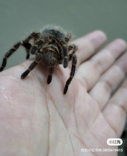 Tarantula Spider (Wincy) - Lizard Reptile