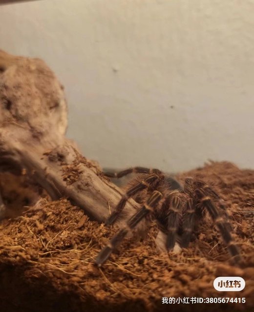 Tarantula Spider (Wincy) - Lizard Reptile