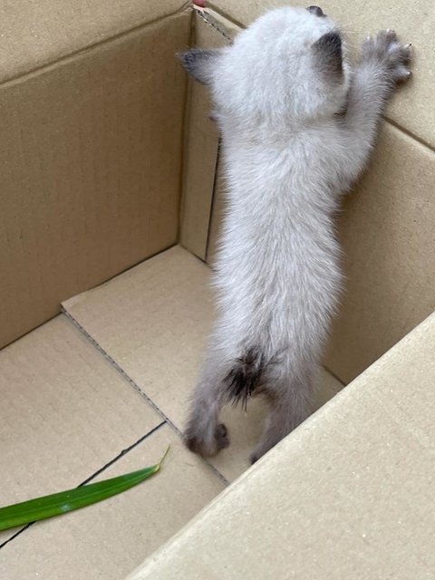 Baby Kitten 3 Week (Seremban)(Kl/pj Tbc) - Siamese + Domestic Short Hair Cat