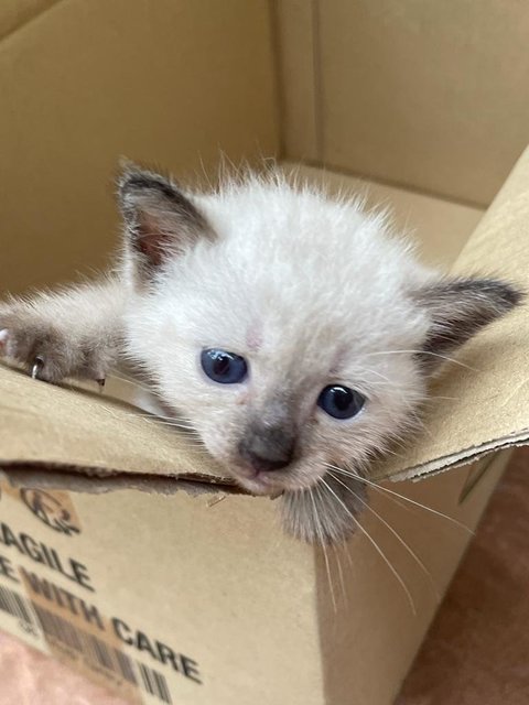 Baby Kitten 3 Week (Seremban)(Kl/pj Tbc) - Siamese + Domestic Short Hair Cat