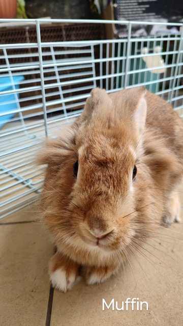 Muffin  - Angora Rabbit + Lionhead Rabbit