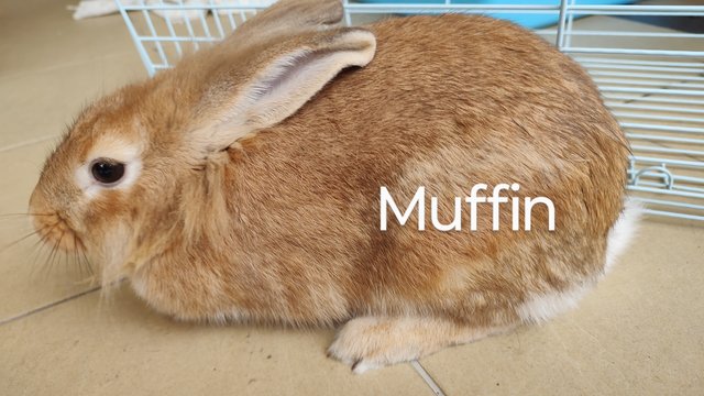 Muffin  - Angora Rabbit + Lionhead Rabbit