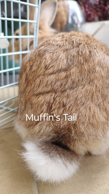 Muffin  - Angora Rabbit + Lionhead Rabbit