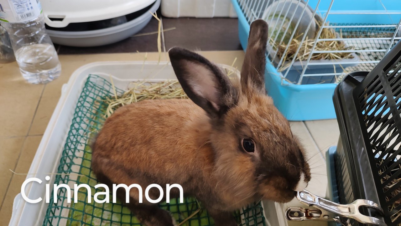 Cinnamon - Angora Rabbit + Lionhead Rabbit