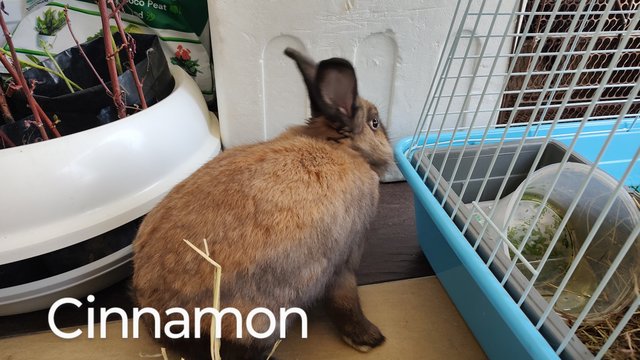 Cinnamon - Angora Rabbit + Lionhead Rabbit