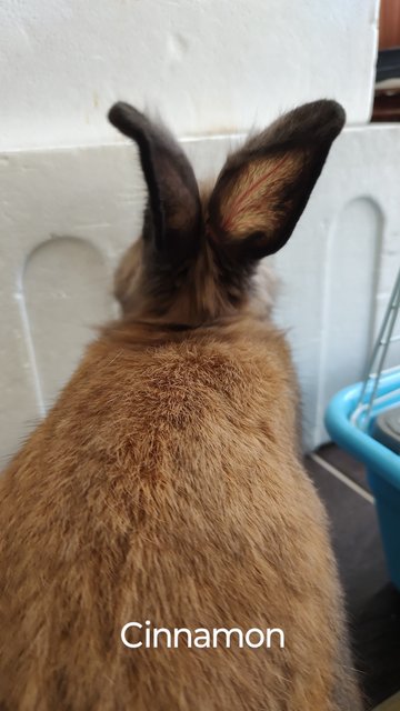 Cinnamon - Angora Rabbit + Lionhead Rabbit