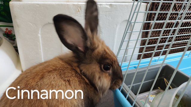 Cinnamon - Angora Rabbit + Lionhead Rabbit