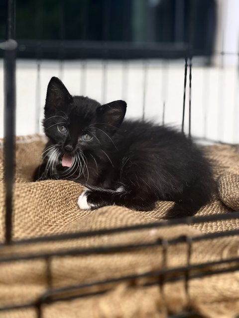 Cousin Itt - The Morticia’s Family - Tuxedo + Tabby Cat