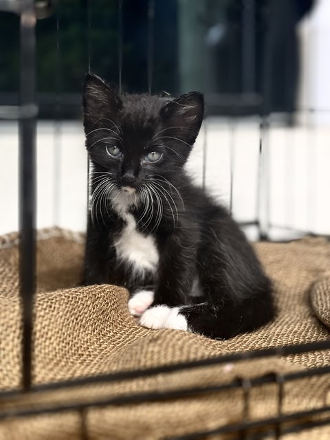 Cousin Itt - The Morticia’s Family - Tuxedo + Tabby Cat