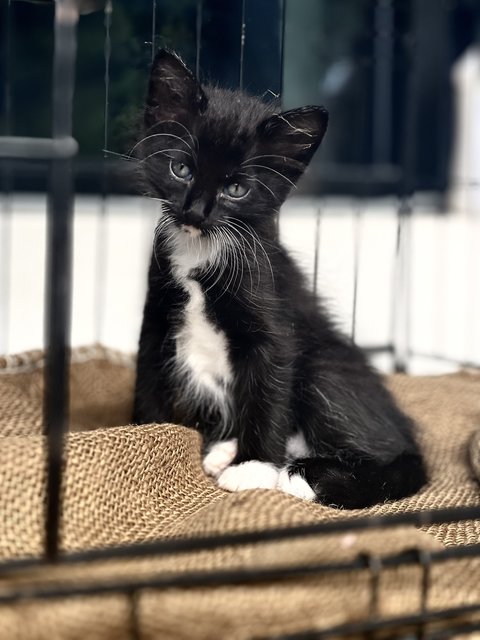 Cousin Itt - The Morticia’s Family - Tuxedo + Tabby Cat