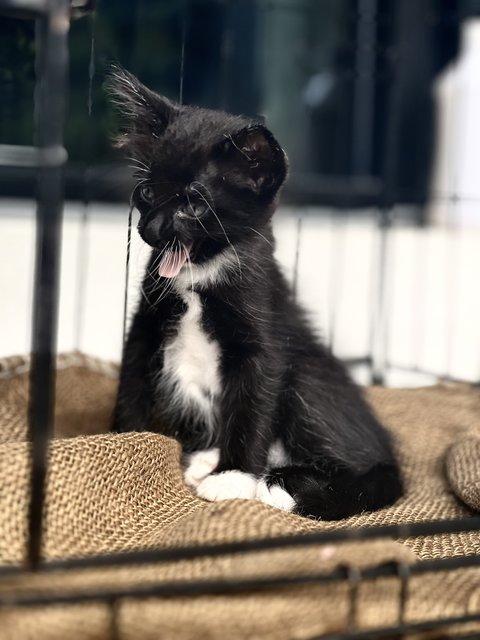 Cousin Itt - The Morticia’s Family - Tuxedo + Tabby Cat