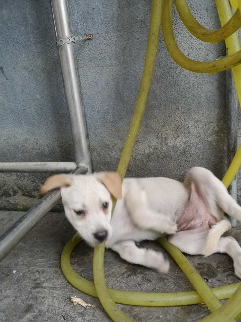 Creamy - Labrador Retriever Mix Dog