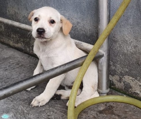 Creamy - Labrador Retriever Mix Dog