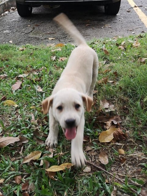 Creamy - Labrador Retriever Mix Dog