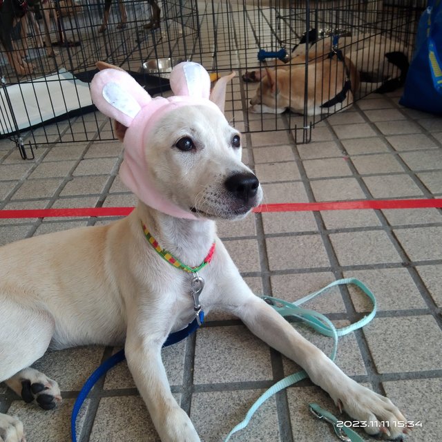 Creamy - Labrador Retriever Mix Dog