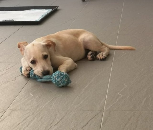 Creamy - Labrador Retriever Mix Dog