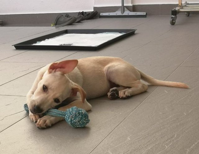 Creamy - Labrador Retriever Mix Dog