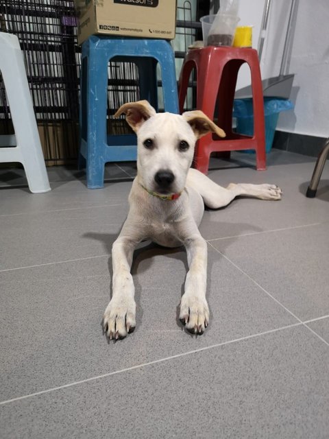 Creamy - Labrador Retriever Mix Dog